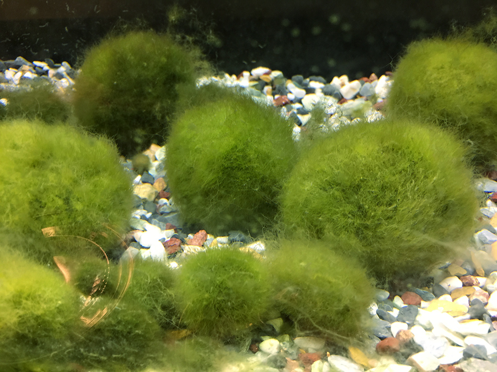 Musgo japonés-Plantas acuáticas