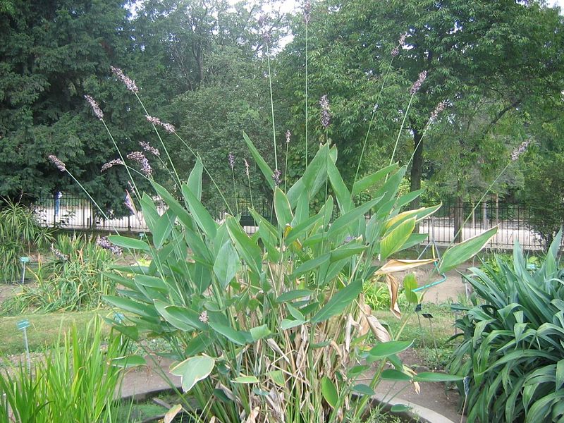 Thalia dealbata- Plantas y hierbas de estanque